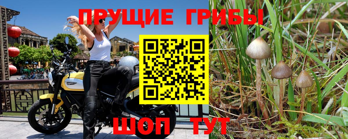 Галлюциногенные грибы GOLDEN TEACHER  Псилоцибиновые грибы прущие грибы  Тимашёвск  Вход с VPN 